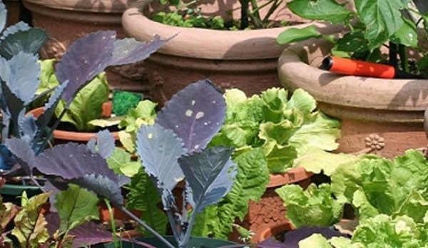 Kies de beste potgrond - advies