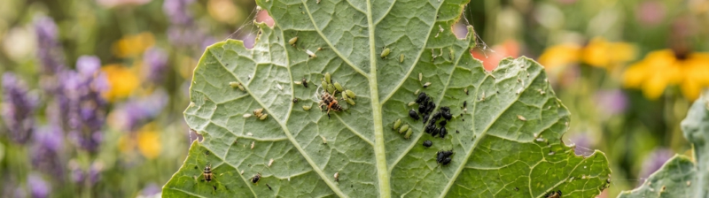 Ongedierte bestijden ecologisch