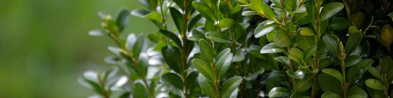 Bestel alles voor jouw buxus bij Kabelshop.nl