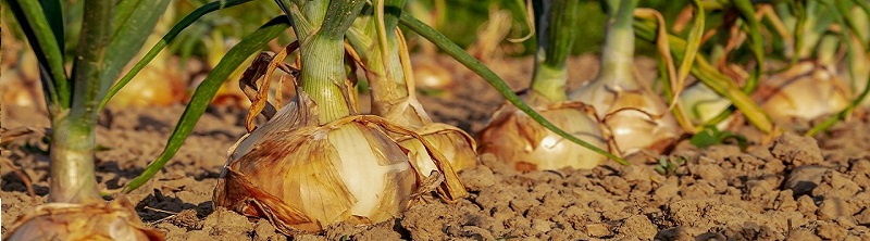 Jouw moestuin beginnen met Kabelshop.nl!