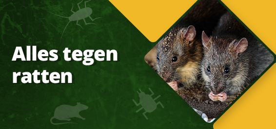 Alles tegen ratten