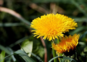 Paardenbloem bestrijden | Kabelshop.nl