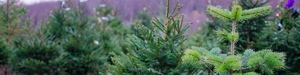 Echte kerstboom verzorgen doe je eenvoudig 