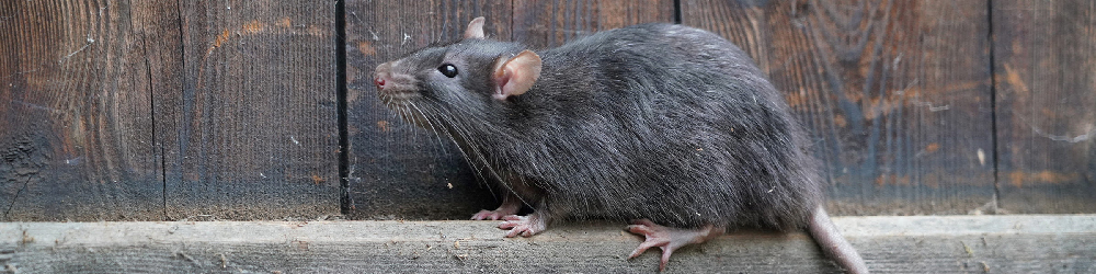 Bestel alles tegen ratten bij Kabelshop.nl